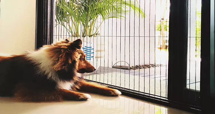 Sliding Screen Pet Door Repair in Four Corners, FL